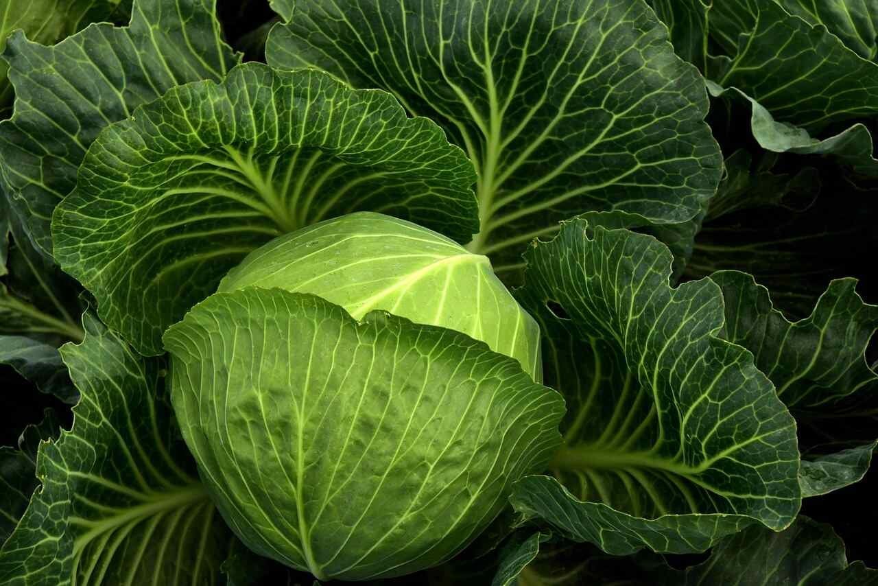 বাঁধাকপি (Cabbage)