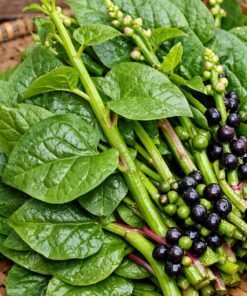 পুঁই শাক (Malabar Spinach) 1kg